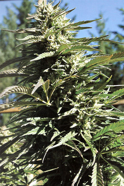 Blueberry Headband Cannabis Seeds
